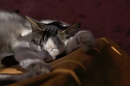 Marrakech Cat - Bernhard Saalfeld - Lichtbildkunst